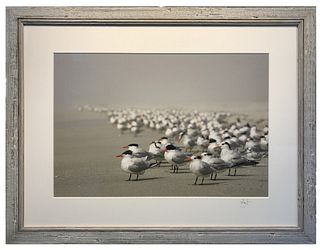 JULIE TREMBLAY, Post Bac 00 - Royal Terns