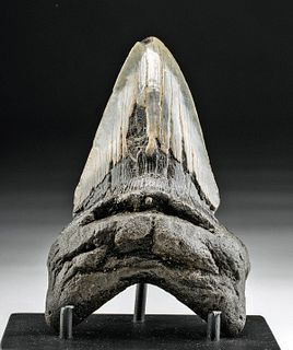 Fossilized Preshistoric Megalodon Tooth 5"