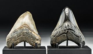 Fossilized Prehistoric Megalodon Teeth (2)