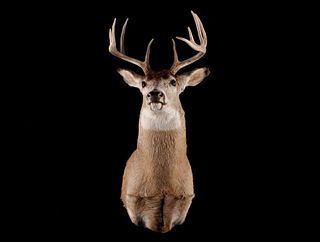 Montana 5 x 5 Trophy White Tail Deer Mount
