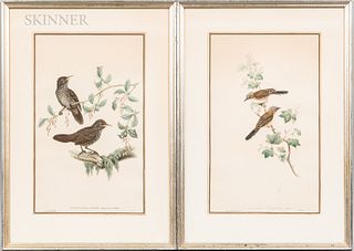 Four J. Gould & H.C. Richter Hand-colored Ornithological Lithographs: Accentor Nipalensis, Calothorax Calliope, Staphida Torqueola, and