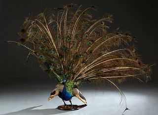 Taxidermied Peacock, 20th c., mounted on a circular mahogany base, H.- 56 in., W.- 56 in., D.- 23 in.