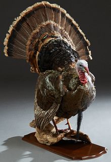 Taxidermied Turkey, 20th c., mounted on a shaped mahogany base, H.- 38 1/2 in., W.- 29 1/2 in., D.- 11 in.