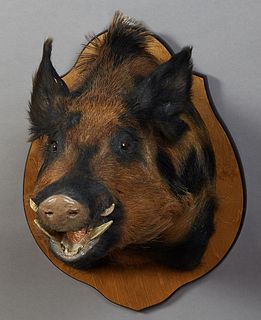 Large Taxidermied Brown, Black and Blonde Boar Head Mount, 20th c., presented on a shield shaped mahogany wall plaque, H.- 24 in., W.- 18 in., D.- 27 