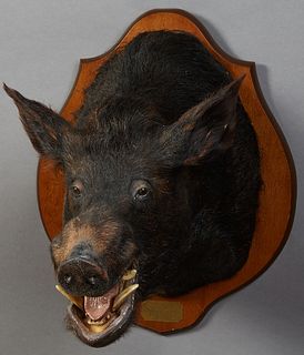 Large Taxidermied Brown Boar Head Mount, 20th c., presented on a shield shaped mahogany wall plaque, H.- 24 in., W.- 19 in., D.- 26 in.