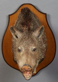 Small Taxidermied Brown Boar Head Mount, 20th c., on a shield shaped mahogany wall plaque, H.- 20 in., W.- 14 1/2 in., D.- 17 1/2 in.