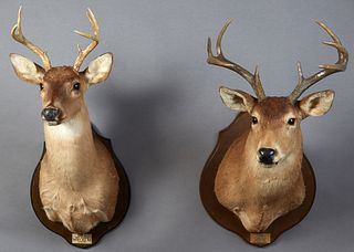 Two Taxidermied Deer Head Mounts, 20th c, one with 8 points, the other 7 points, both on shield shaped mahogany wall plaques, H.- 36 in., W.- 20 in., 