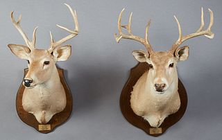Two Taxidermied Deer Head Mounts, 20th c, one with 10 points, the other 8 points, both on shield shaped mahogany wall plaques, H.- 36 in., W.- 20 in.,