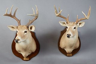 Two Large Taxidermied Deer Head Mounts, 20th c, one with 10 points, the other 9 points, both on shield shaped mahogany wall plaques, H.- 31 1/2 in., W