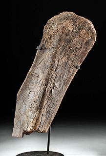 Large & Fine Fossilized Triceratops Scapula Section