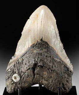 Fossilized Megalodon Tooth w/ Barnacle