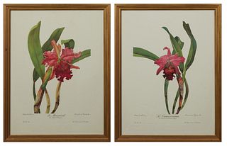 Andrey Avinoff (1884-1948), "Le Massasoit," and "Le Cameronian," 20th c, pair of colored lily prints, presented in distressed gilt frames, H.- 22 3/8 