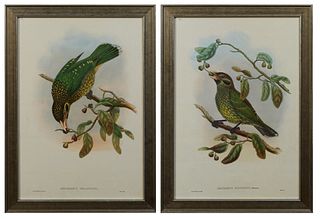 John Gould, "Alluroedus Melantonis," and "Alluroedus Maculisis," 20th c., pair of catbird prints, after the 19th c. originals, presented in silver gil