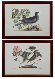 Mark Catesby (1683-1749), "The White Crown Pigeon," and "The Mock-bird," 20th c., after the 18th c. originals, presented in mahogany frames with gilt 