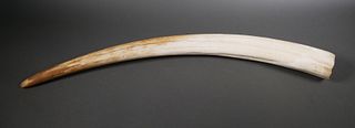 Massive Fossil Walrus Ivory Tusk