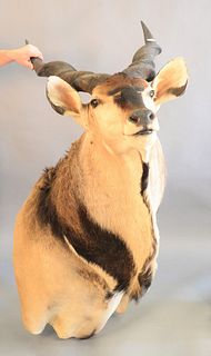 Shoulder mount of an African giant eland, 53" x 60".