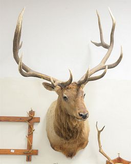 Large shoulder mount of a 7' x 6' elk.