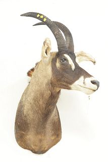 Shoulder mount of an African Roan Antelope.