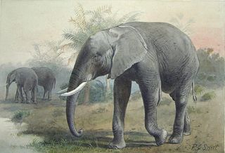 Pierre Jacques Smit (Dutch, 1863-1960) - Loxodonta Africana (African Elephant)