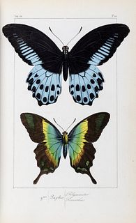 Lucas, Pierre Hippolyte - Histoire Naturelle des Lepidopteres Exotiques