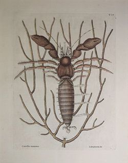 Mark Catesby (1683-1749) - T34-The Sea Hermit-Crab 