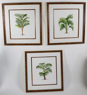 Set of 3 Large Format Palm Tree Lithographs