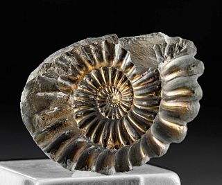 Fossilized Paleozoic Ammonite Shell w/ Pyrite
