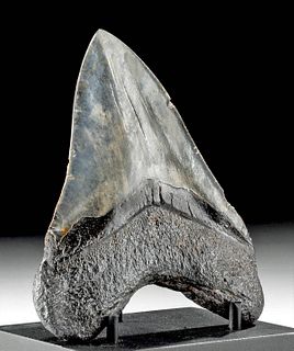 Megalodon Tooth - Beautiful Natural Colors!