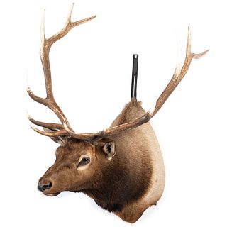 An Elk Shoulder Mount 