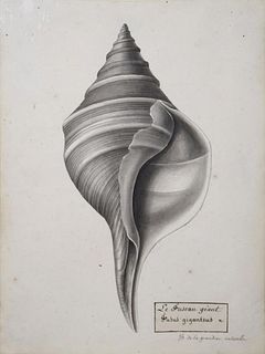 Christophe Paulin de la Poix de Fremenville (1747-1848) - Fusus Giganteus (Horse Conch Shell)