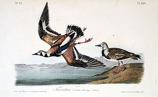 "Turnstone" - Audubon 1st Edition 8vo - 1840-44 - Courtesy Charles Edwin Puckett