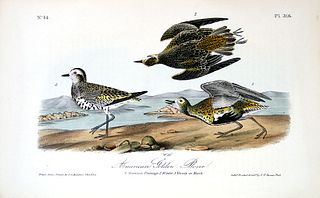 "American Golden Plover" Audubon 1st Edition 8vo - 1840-44 - Courtesy Charles Edwin Puckett