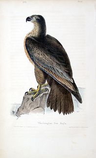"Washington Sea Eagle" (Immature Bald Eagle) Audubon 1st Edition Octavo - Courtesy Charles Edwin Puckett
