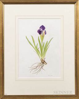 Victoria Goaman (British, b. 1951), Two Works: Iris reticulata hybrid and Iris species, Signed "Victoria Goaman" in pencil l.r., titled
