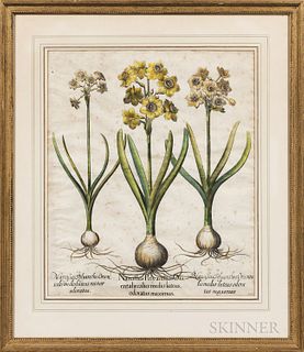 Basilius Besler (German, 1561-1629), Two Botanical Engravings with Hand-coloring: Narcissus Polyanthos Ori and Ornithogalum spicatum fl
