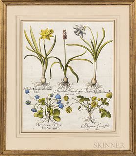 Basilius Besler (German, 1561-1629), Two Botanical Engravings with Hand-coloring: Lilium montanum flore and Hepatica aurea flore, Presu