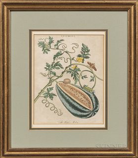 Two Late 18th Century Botanical Prints:, The Water Melon and The Ananas Pine Apple Plant, Ananas signed "J. Rysbrack del. No. 7" in the