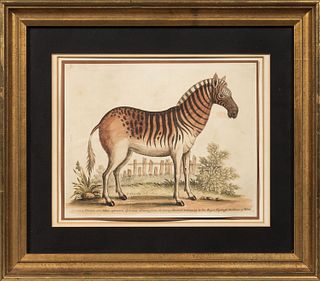 Two Framed Antique Prints:, George Edwards (British,1694-1773), Zebra femina...Drawn from the living Animal belonging to His Royal High