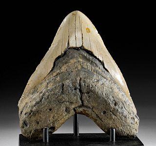 Nice Fossilized Megalodon Tooth