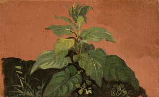 Johann Jakob Frey (Basilea 1813-Frascati 1865)  - Two vegetation studies