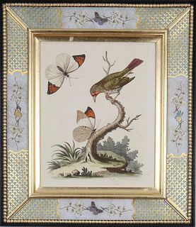 George Edwards: c18th engravings of birds - Priced each - Courtesy Dinan & Chighine