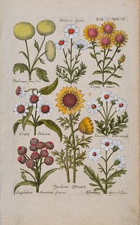 Johann Theodor De Bry (Chrysanthemum) Plate 337. - Courtesy D M DeLaurentis - Fine Antique Prints
