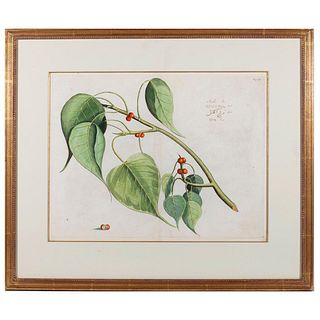 Botanic Plate 'Arealu' Mark Catesby ( 1683-1749)