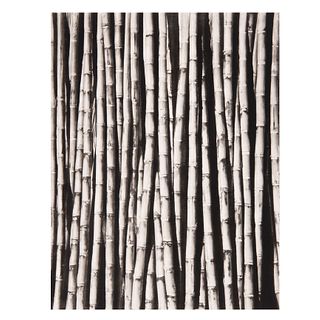 Tina Modotti (Italia, 1896 - México,1942) "Tallos de bambú". 1926. Fotograbado. Edición numerada 428 /1000. Impreso en Italia