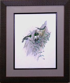 John Gould Hummingbirds - Lithograph - Courtesy Danielle Ann Millican
