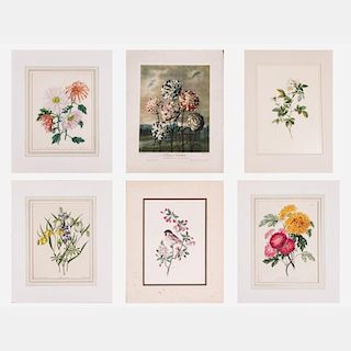 A Miscellaneous Collection of Botanical Colored Lithographs, Engravings and Etchings by Various Artists, 20th Century.