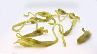 Seven Silkwood Green Frosted Glass Kelp Figures