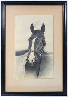 Drawing on Paper, Tuttle, Portrait of a Horse