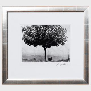 Edouard Boubat (1923-1999): Poulet et arbre, France