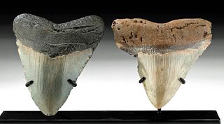 Megalodon Teeth - A Stunning Pair!